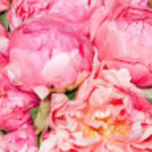 Meet your Posher, Haidyn